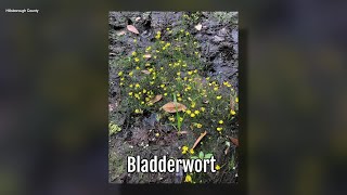 Bladderwort  Sarahs Walking Club Fall Scavenger Hunt [upl. by Bubalo]