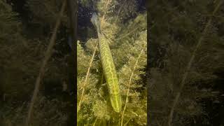 Pike on a Night Dive viral fish thankyou scubadiving [upl. by Secnarfyram]