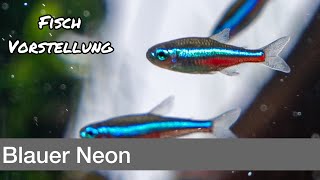 Blauer Neon  Paracheirodon simulans  Liquid Nature Fisch Vorstellung [upl. by Budwig17]