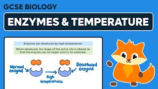 The Effect of Temperature on Enzyme Activity  GCSE Biology [upl. by Oletha785]