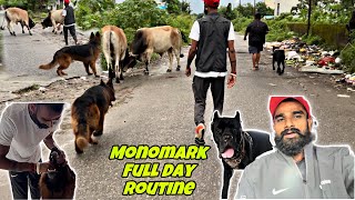 Finding place for Indias 1st Offleash canecorso walk in rain 🌧️ Monomark k9 full Day Routine🐾dog [upl. by Presber]