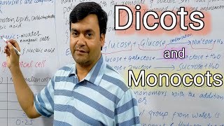 difference between dicots and monocot [upl. by Anirahc42]