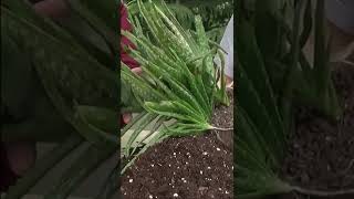 Jardinage Aloe Vera Comment faire la Culture et division shortsyoutube [upl. by Llerryt217]