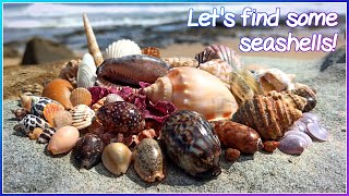 Finding Seashells at Low Tide  Gems on the Wrackline Virtual Shelling [upl. by Lindbom]