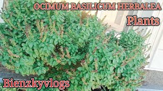 OCIMUM BASILICUM HERBALEAwild magic basil plants viralvideos Bienzkyvlogs [upl. by Jessica753]