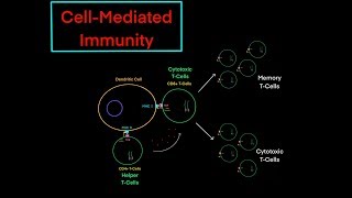 Cytotoxic TCell and CellMediated Immunity EVERYTHING YOU NEED TO KNOW PART 2 [upl. by Nipsirc]