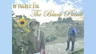 ทานตะวัน  The Black Pitbull【OFFICIAL LYRIC VIDEO】 [upl. by Yelnik842]