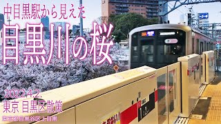 東京 目黒区散策【中目黒駅から見えた目黒川の桜】20224東京都目黒区上目黒 [upl. by Ennaehr]