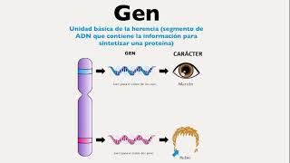 Conceptos e importancia de la genetica cromosoma gen homocigoto heterocigoto herencia dominante [upl. by Halika335]