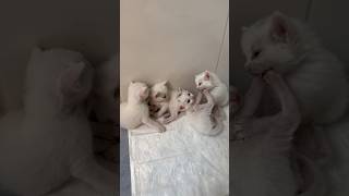 COMO SÃO FILHOTES DE GATOS COM 20 DIAS DE VIDA 🐱 gatos gato gatosfofos gatosengraçados gatinho [upl. by Kcirdek]