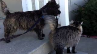 Cairn Terrier puppy plays with cat [upl. by Shishko704]