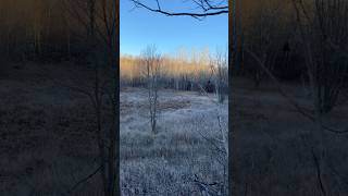 2024 deer season michigan deerseason whitetails goodluck hunting [upl. by Nevah]