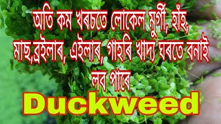 Duckweed farming assamfeed for poultry লোকেল মুৰ্গী হাঁহ ক্ৰইলাৰ ব্ৰইলাৰ আৰু মাছ ৰ খাদ্য। [upl. by Asirb]