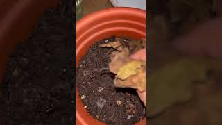 Baby Sun Rose Propagation from CuttingsBaby Sun Rose🌱🌱sunrosepropagationshortsyoutubeshorts [upl. by Garbers]