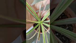 Dracaena Marginata flovers garden music plantlover flower [upl. by Hatch]