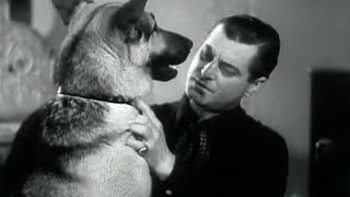 The Silver Trail 1937  BWestern Movie Rin Tin Tin Jr [upl. by Rehnberg]