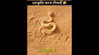 Alert 🚨 মরুভূমির ঘাতক শিকারী সাপ 😲 ।। Sand Viper mayajaalbangla shortsviral shortsvideo facts [upl. by Esiuqram]