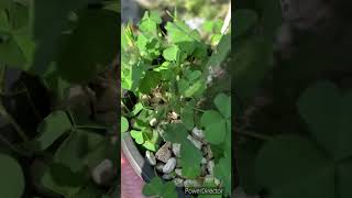 How to care and propagate Oxalis stricta [upl. by Yeffej]