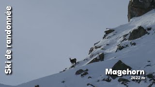 Ski de randonnée  Magehorn  2622 m [upl. by Zeph]