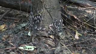 webworms and lanternflies attack Tree of Heaven [upl. by Nahsor]