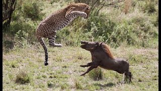 Attacks and animal fights Attacks of lions leopards cheetahs and hyenas in the wild [upl. by Oigile877]