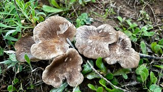 SETAS DE CARDO PLEUROTUS ERYNGII [upl. by Brieta]