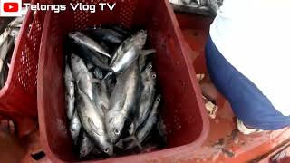 Grabe Ang Daming huli fishing fishingvideo fish viralvideo [upl. by Eugatnom]