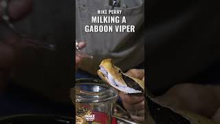 Mike Perry Milking A Gaboon Viper [upl. by Welbie614]