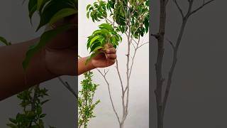 Transform Your Garden with Ficus Cutting StepbyStep GuideFicus ki cutting kaise lgaye ficus [upl. by Atileda]