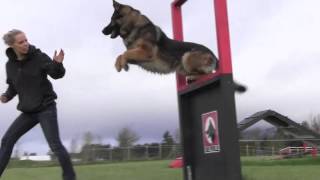 Obedience IPO Trained Versatility German Shepherd [upl. by Leimaj]