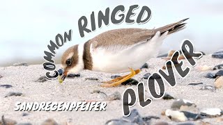 Common Ringed Plover Charadrius hiaticula  Sandregenpfeifer [upl. by Sigfrid529]