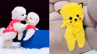 Cute Pomeranian Puppies Doing Funny Things 3  Cute and Funny Dogs  Mini Pom [upl. by Anaerdna]