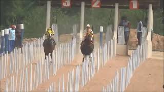 CORRIDA DE CAVALOS  PIRIQUITO FLY x BRISA FOREST BLU [upl. by Ainad360]