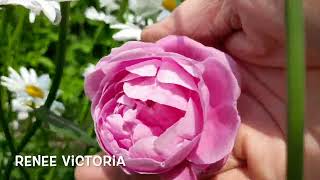 David Austin Roses Special  my David Austin Roses garden roses davidaustinroses cottagegarden [upl. by Elakram]