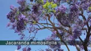 JACARANDA  Jacaranda mimosifolia [upl. by Nylednarb]