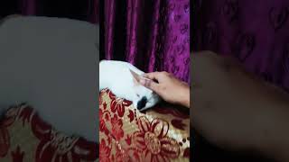 Raja thukkam thunkurangashashasha0709 catlovers catlovers shortsfeeds [upl. by Beichner]