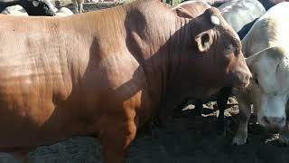 2022 Feedlot Cattle Limpopo [upl. by Amla429]