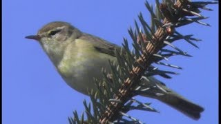 Pouillot fitis  Willow Warbler  Fitis   Phylloscopus trochilus [upl. by Ahsinhoj]