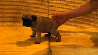 Pug Hembra 2 Perritos Pug en venta mascotas disponibles [upl. by Toomay]