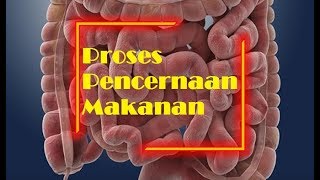 Sistem Pencernaan Makanan pada Manusia  IPA Kelas 5 SD [upl. by Llij382]