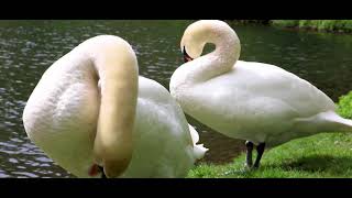 Creswell Crags Spring Video [upl. by Eldreeda]