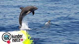 Chat mit Delfinen  Teil 01  OLIs Wilde Welt  SWR Kindernetz [upl. by Svoboda594]