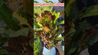 Bangalore Croton Plant  song shortvideo shortfeed croton youtubeshorts shorts houseplants [upl. by Ornas]