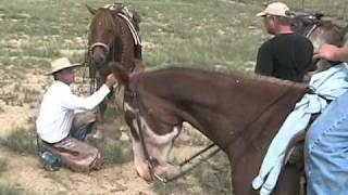 Chico Basin Ranch  Colorado Working Cattle Ranch [upl. by Redliw823]