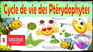 Cycle de vie des Ptérydophytes [upl. by Marie-Jeanne]