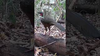 Intimidade com a Natureza Câmeras de Trilhas Desvendam o Comportamento da Fauna Amazônica [upl. by Heshum]