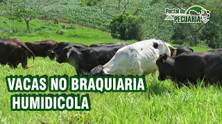 Vacas no Braquiaria Humidicola [upl. by Enaile]