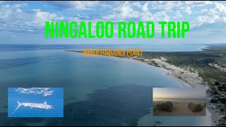 Road Trip Western Australia  Fishing and camping at Ningaloo Station  Winderbandi Point [upl. by Rolph]