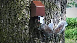 A18 Grey Squirrel Trap in Action  AprMay 2020 [upl. by Eatnwahs]