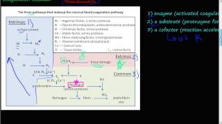 51  The Coagulation Cascade coagulation factors II XII IX and X extrinsic amp intrinsic pathway [upl. by Lon]